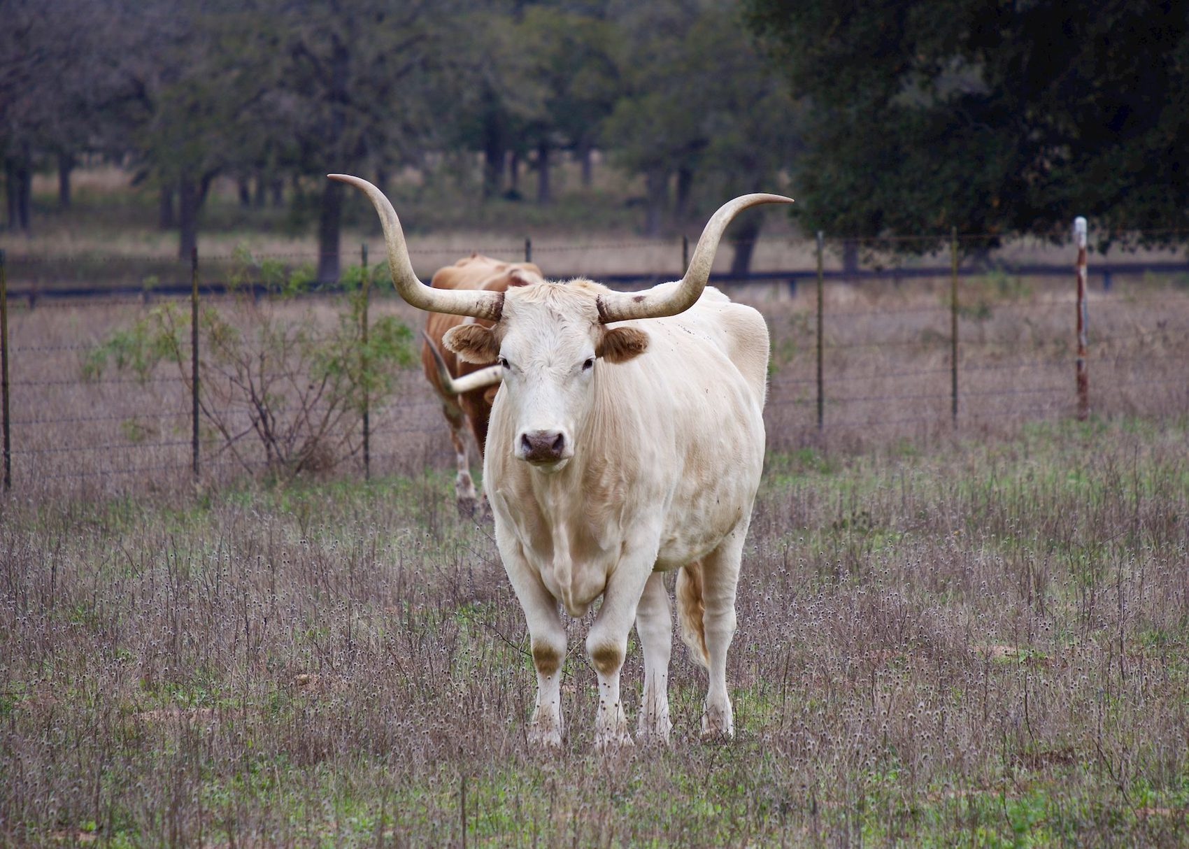 Longhorn standing in a field