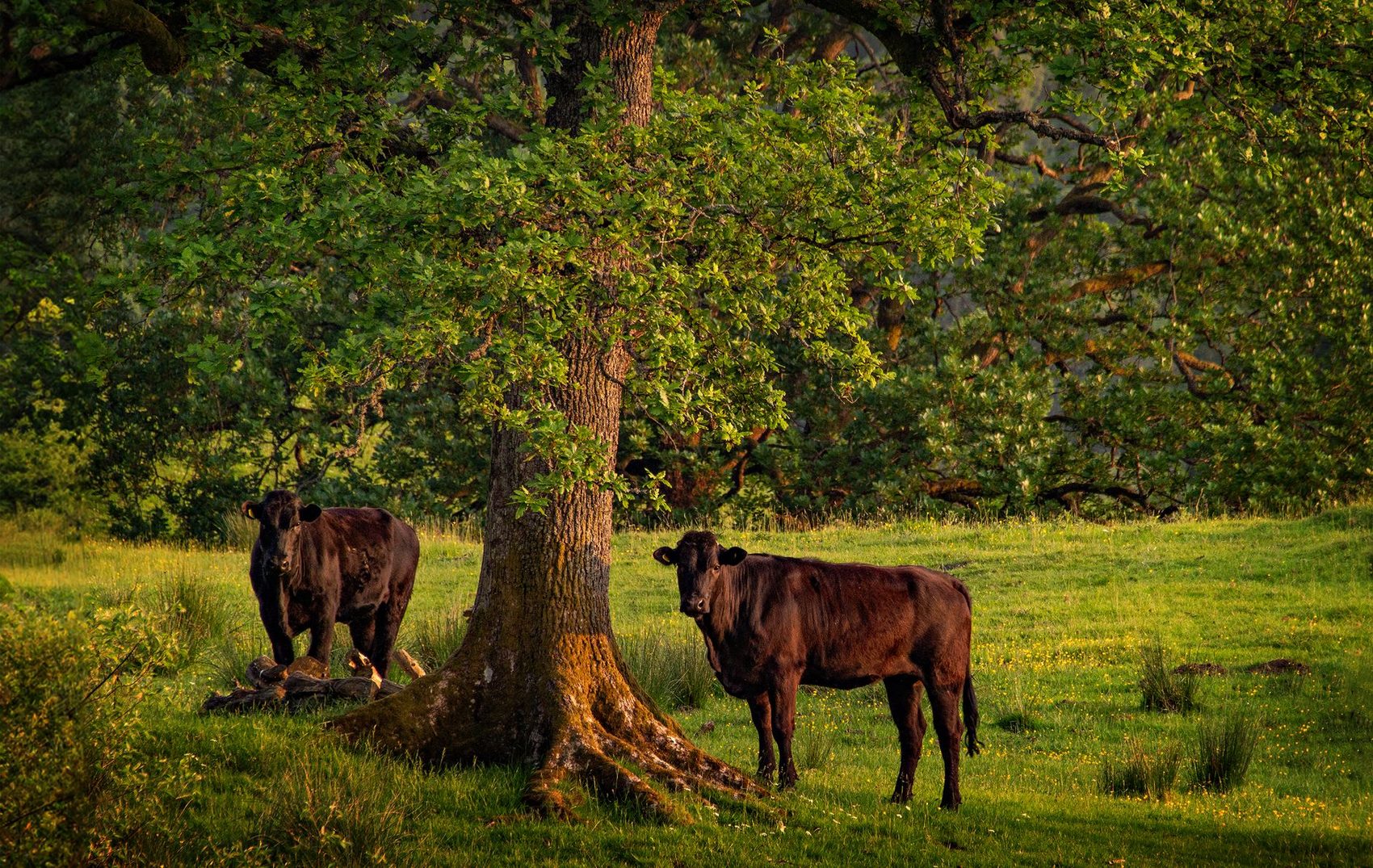 Cattle resting in the shade of a broad oak