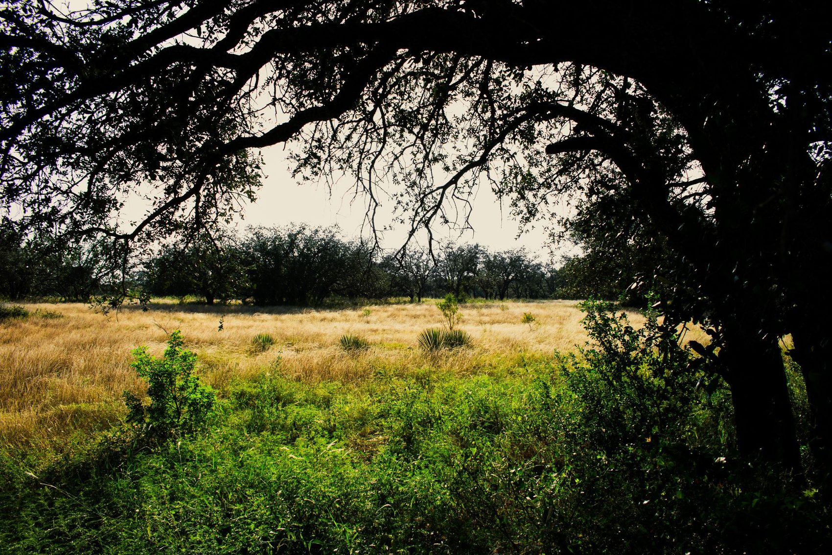 Live oak branches reaching over a Hill Country meadow