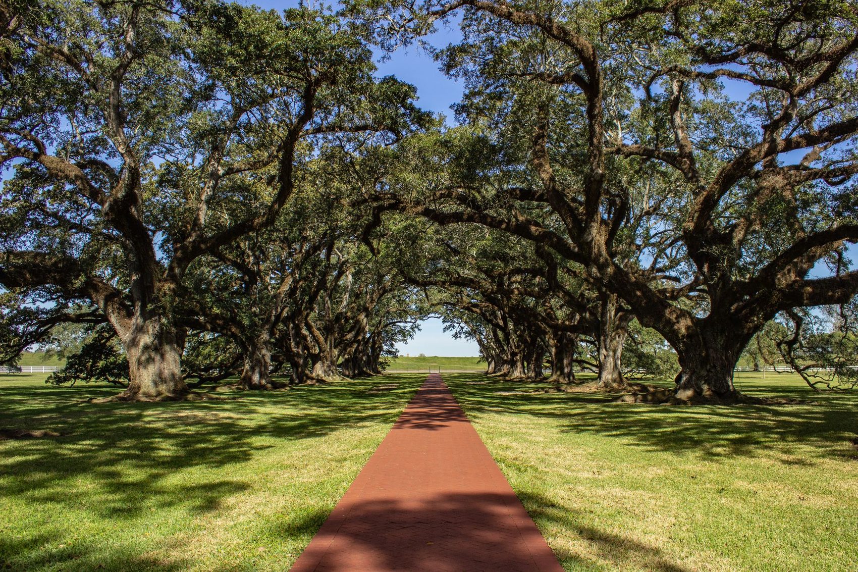 An avenue of live oaks over a grass path