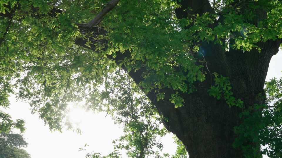 Sunlight moving through the canopy of a large live oak